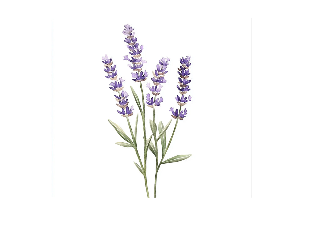 Lavender Clipart Bundle