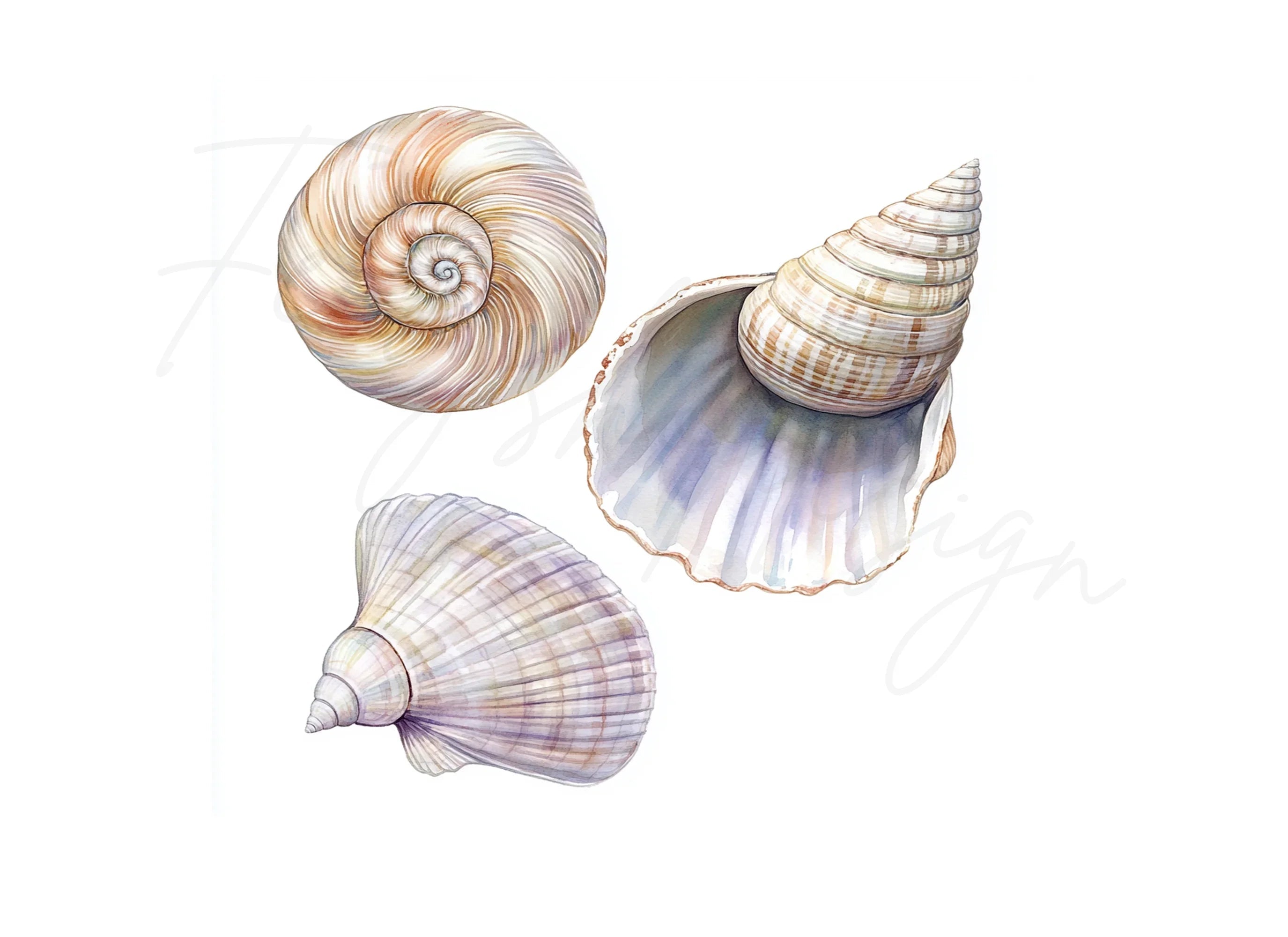 Seashells Clipart Bundle