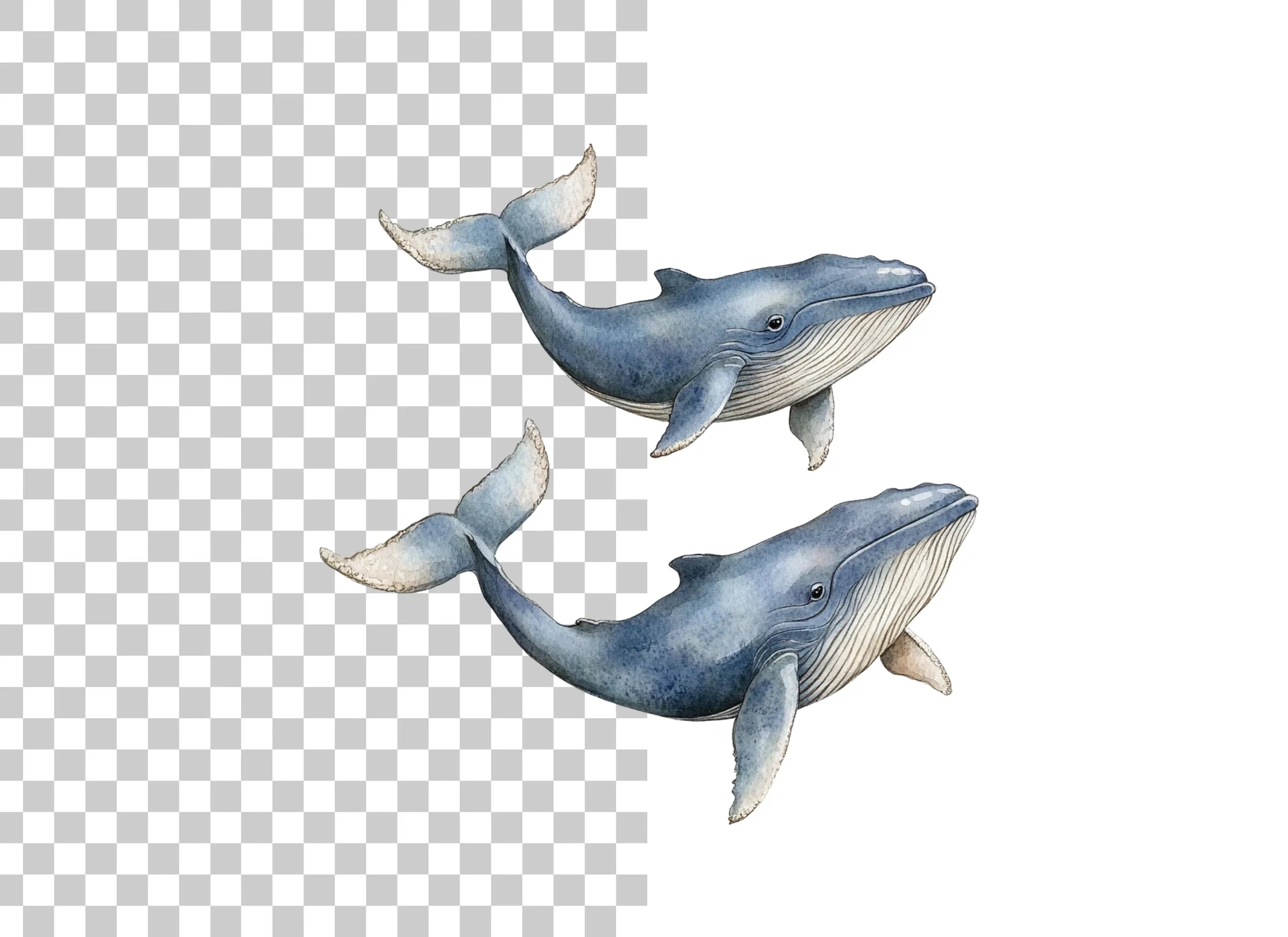 Majestic Blue Whale Clipart Bundle