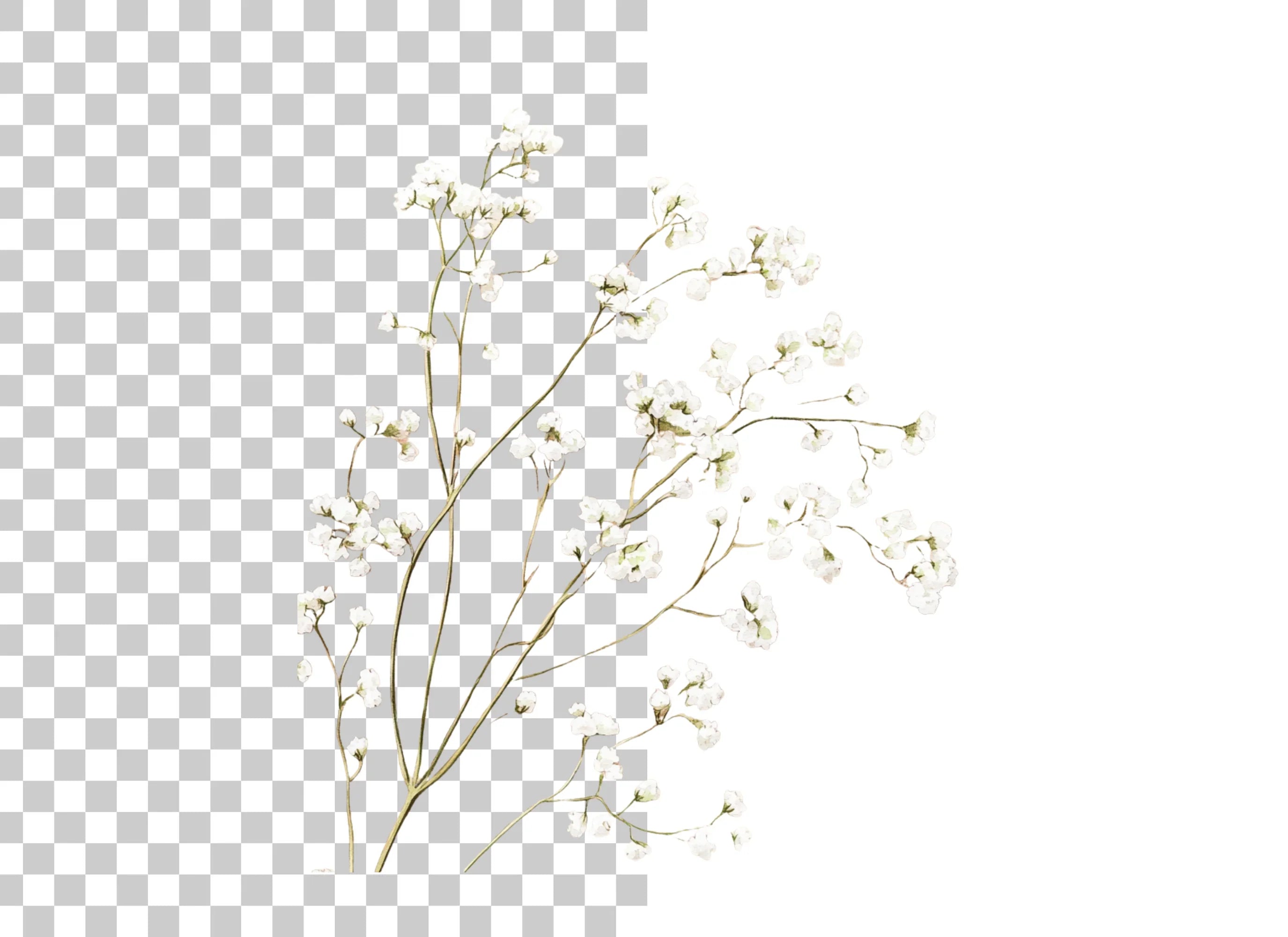 Delicate Baby Breath Clipart Bundle