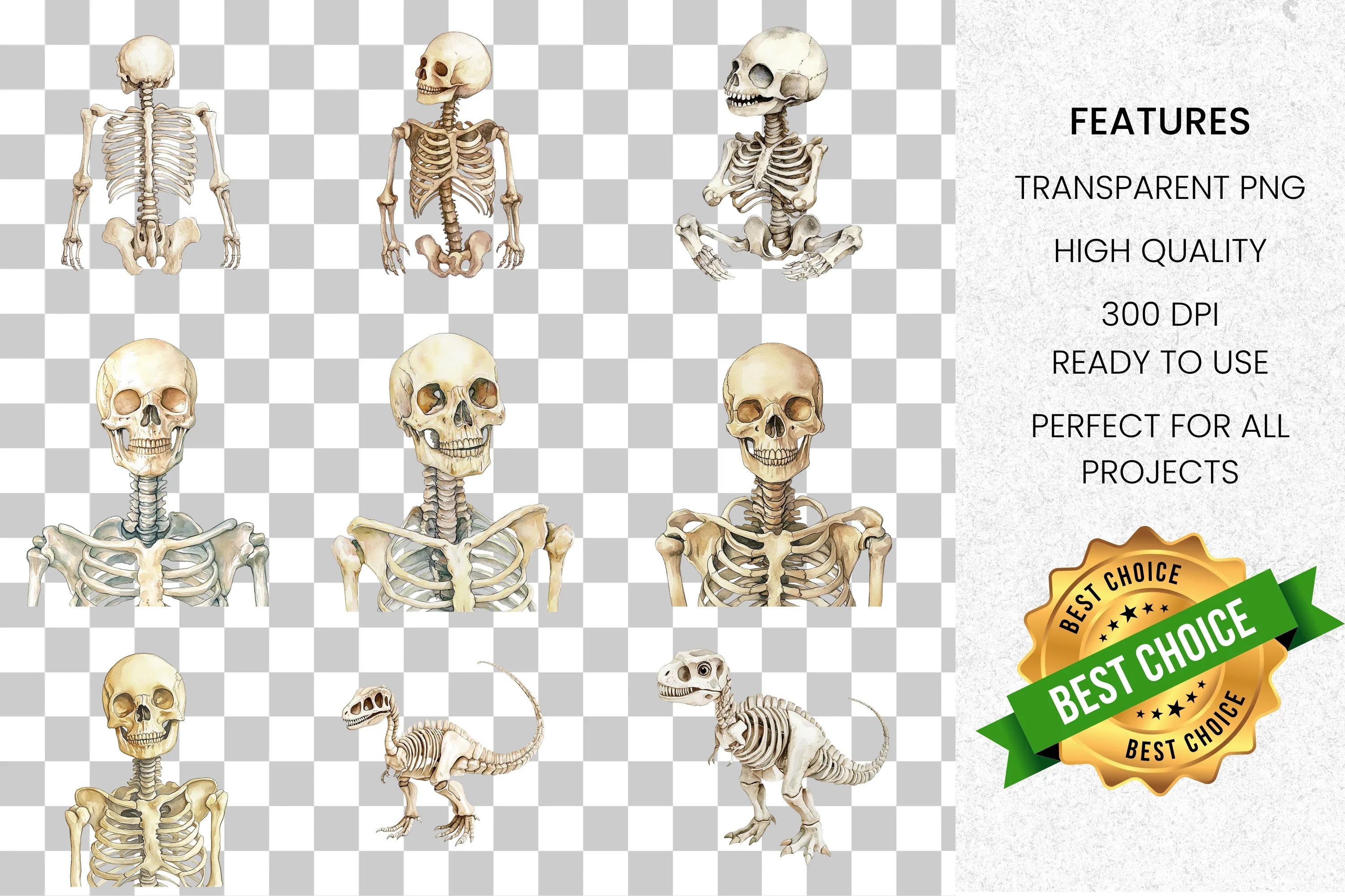 Human Dinosaur Skeleton Clipart Bundle
