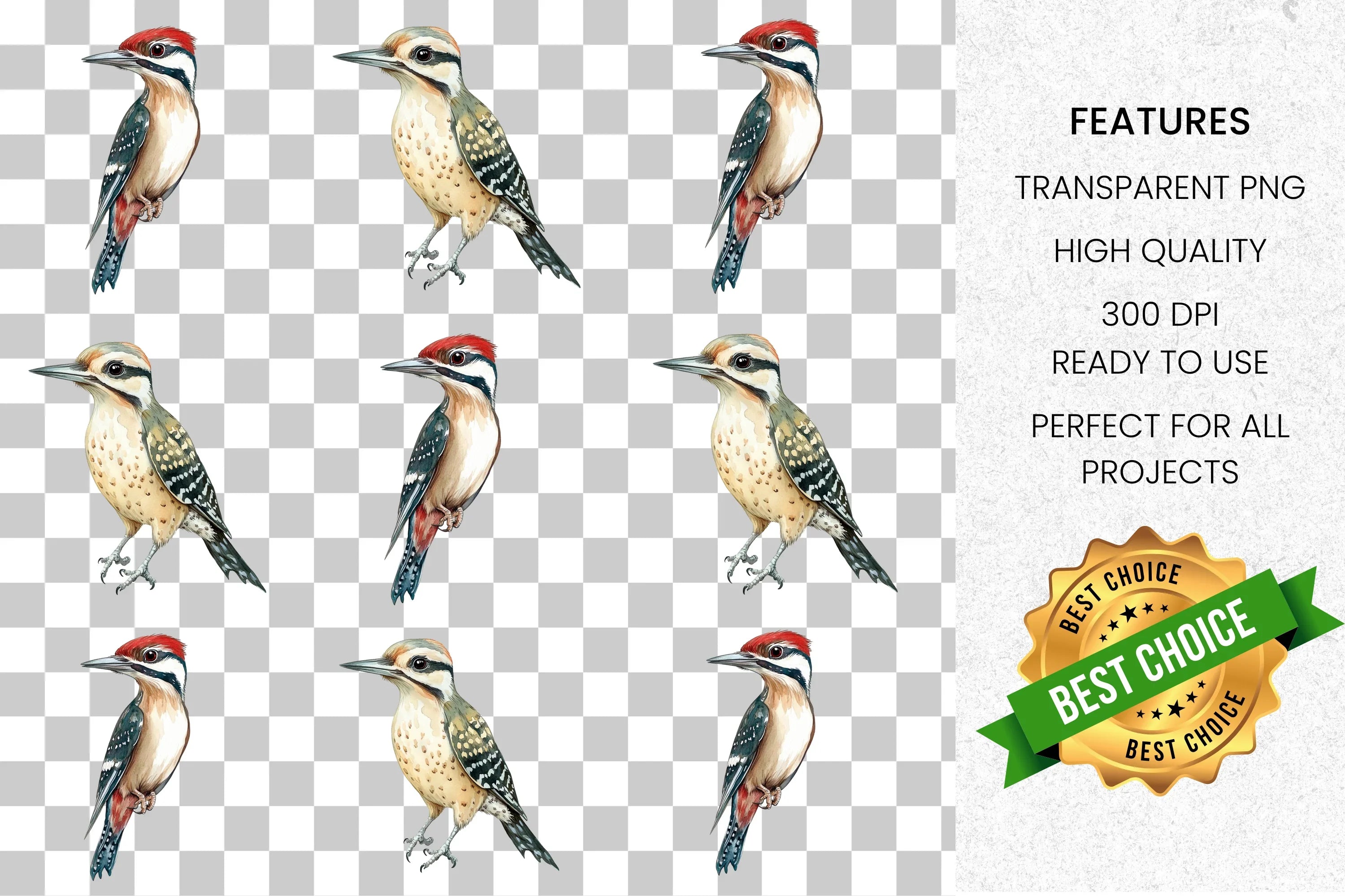 Woodpecker Bird Clipart Bundle