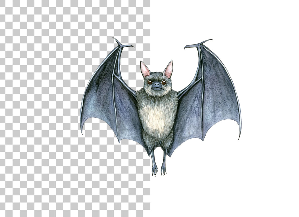 Detailed Bat Front View Clipart Bundle