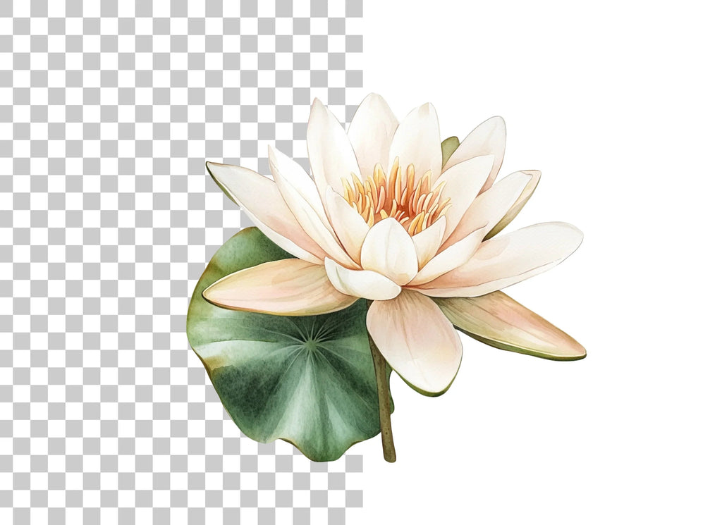 Beautiful Water Lily Duo Clipart Bundle