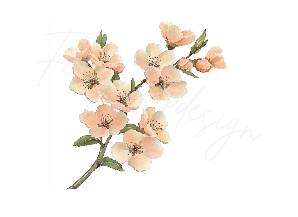 Cherry Blossom Clipart Bundle