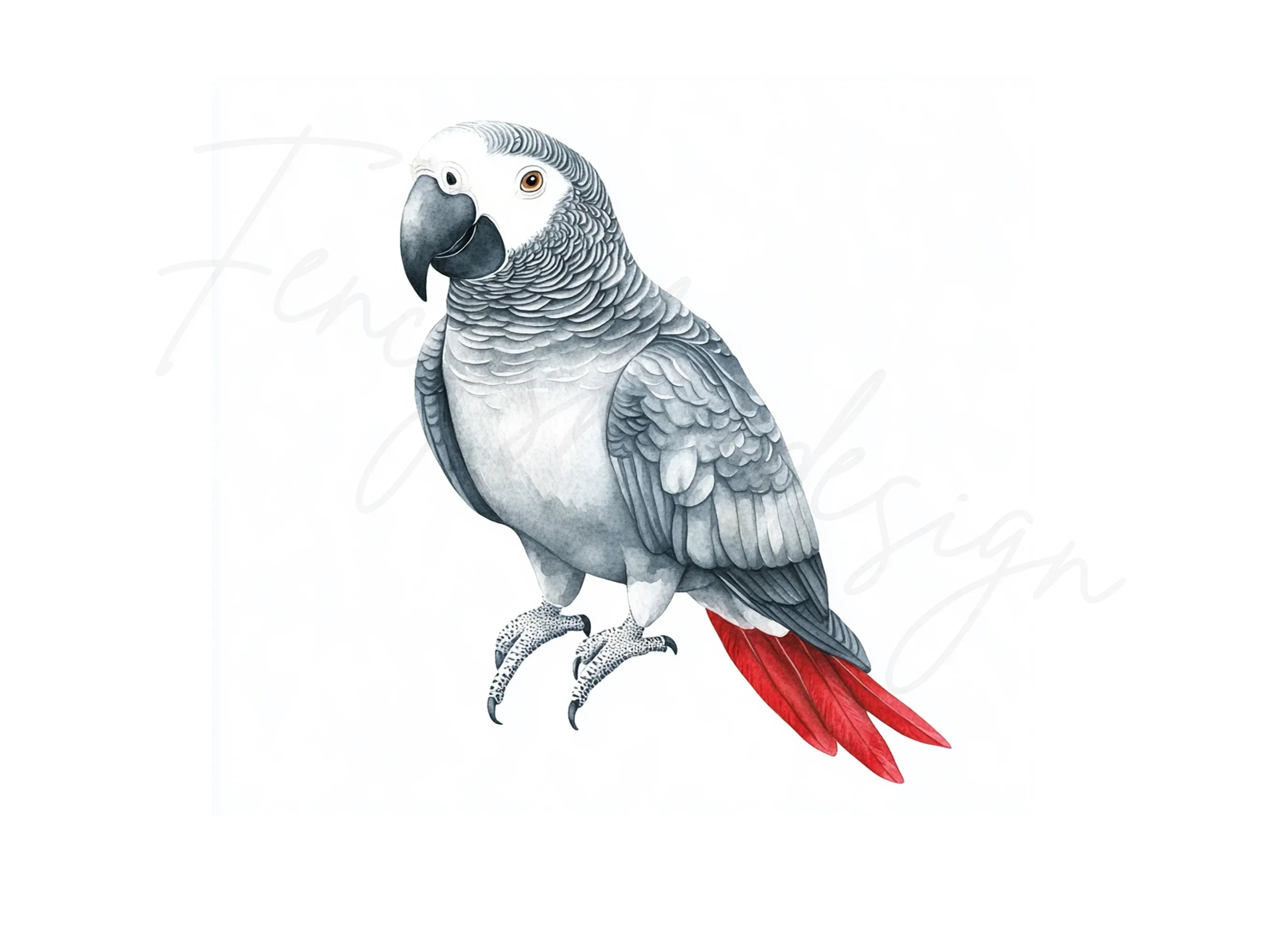 African Grey Parrot Clipart Bundle