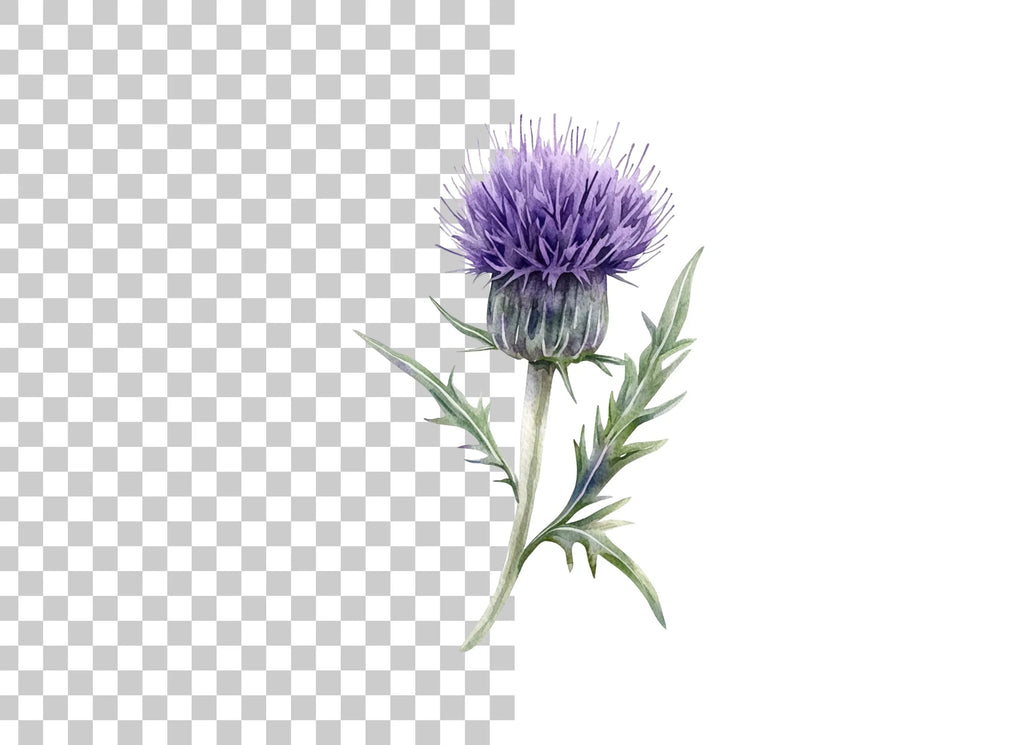 Elegant Purple Thistle Clipart Bundle