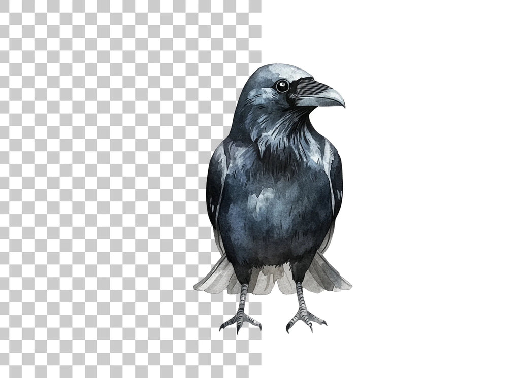 Raven Illustrations Clipart Bundle