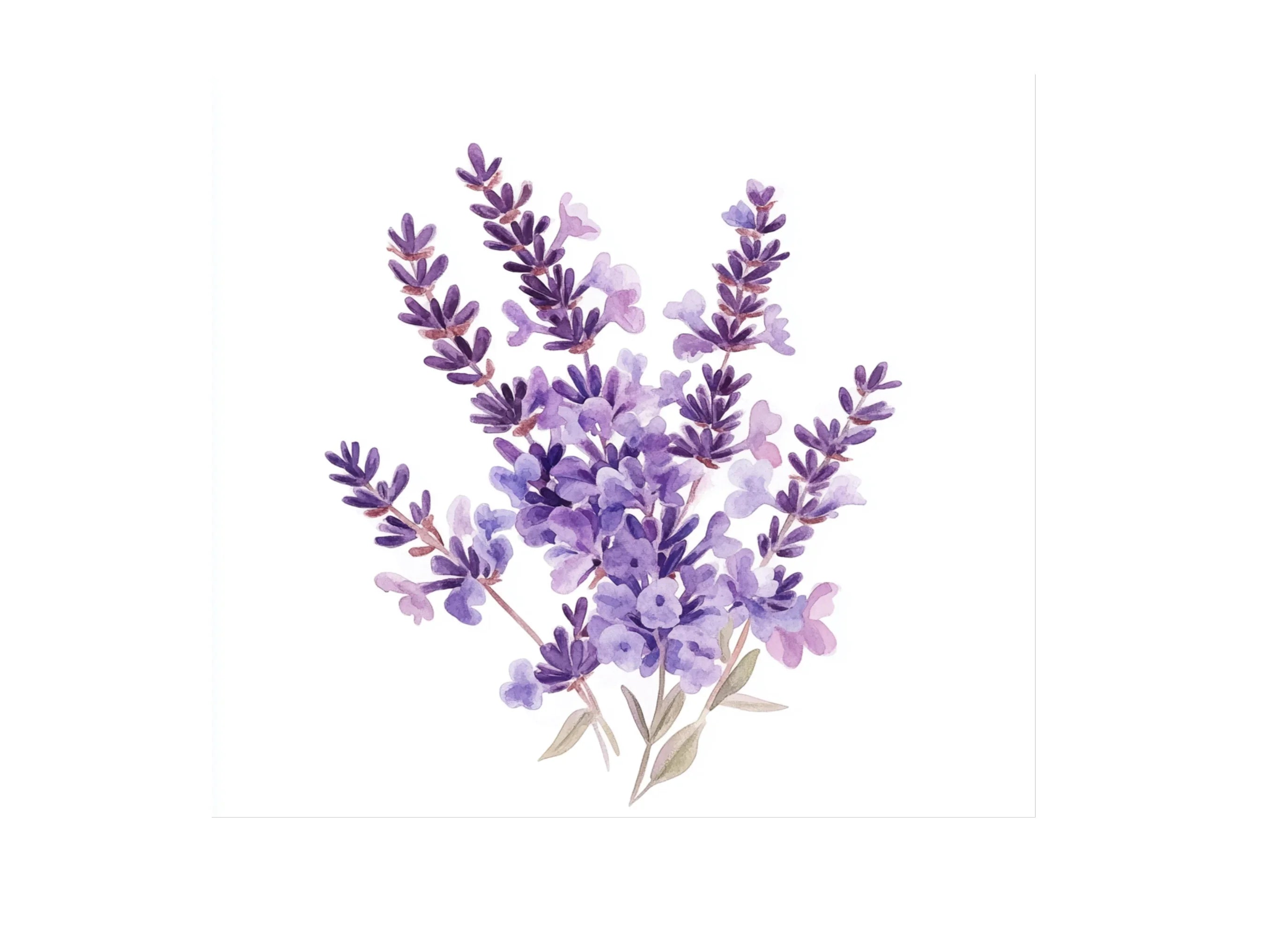 Lavender Flower Clipart Bundle