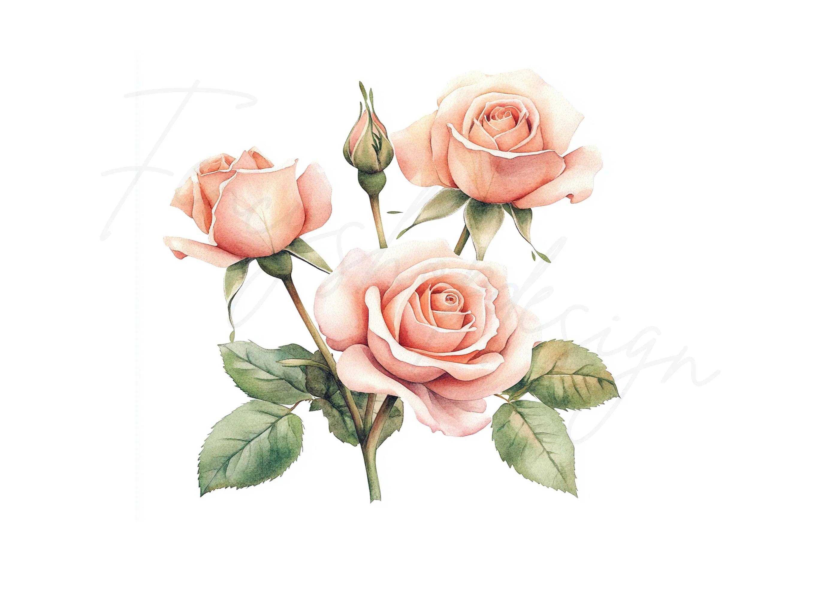 Elegant Peach Rose Clipart Bundle