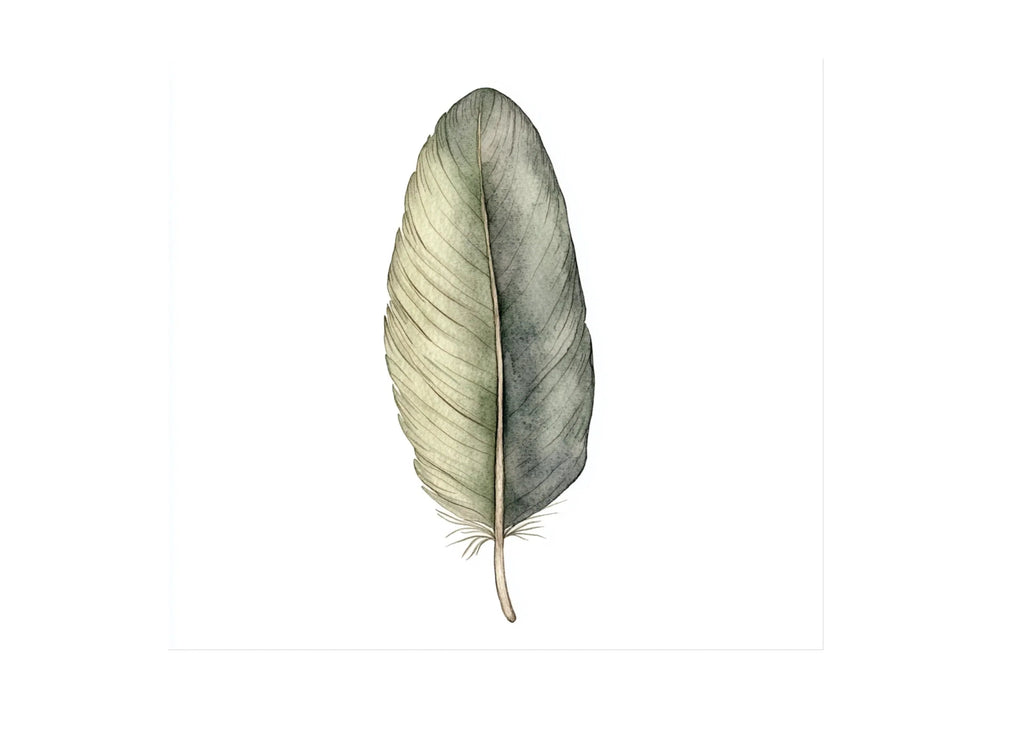 Feathers Clipart Bundle
