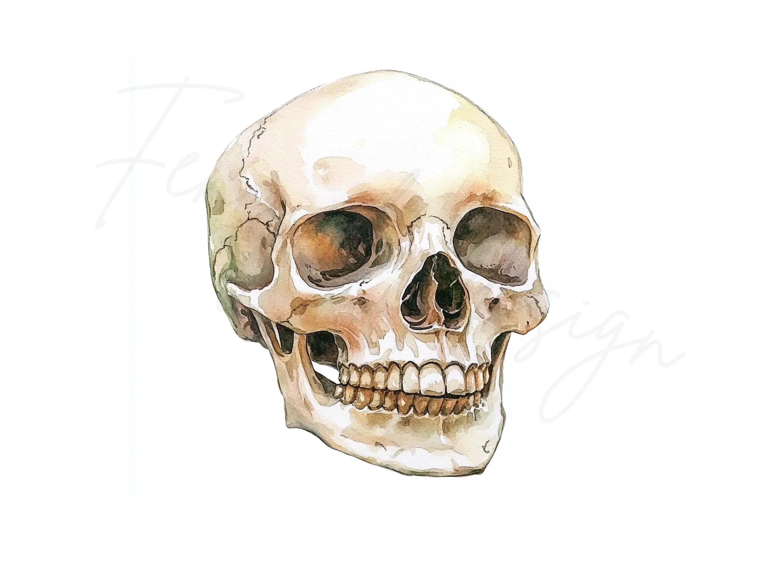 Human Skulls Clipart Bundle