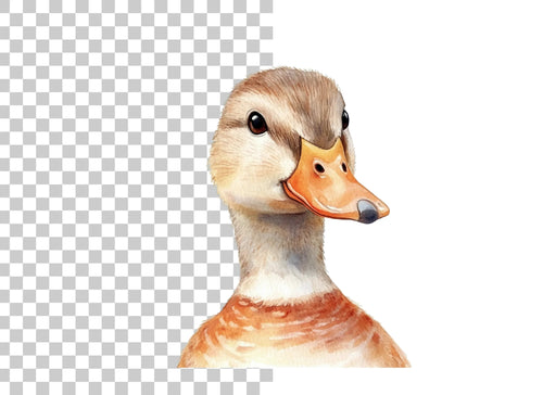Adorable Duck Head Clipart Bundle