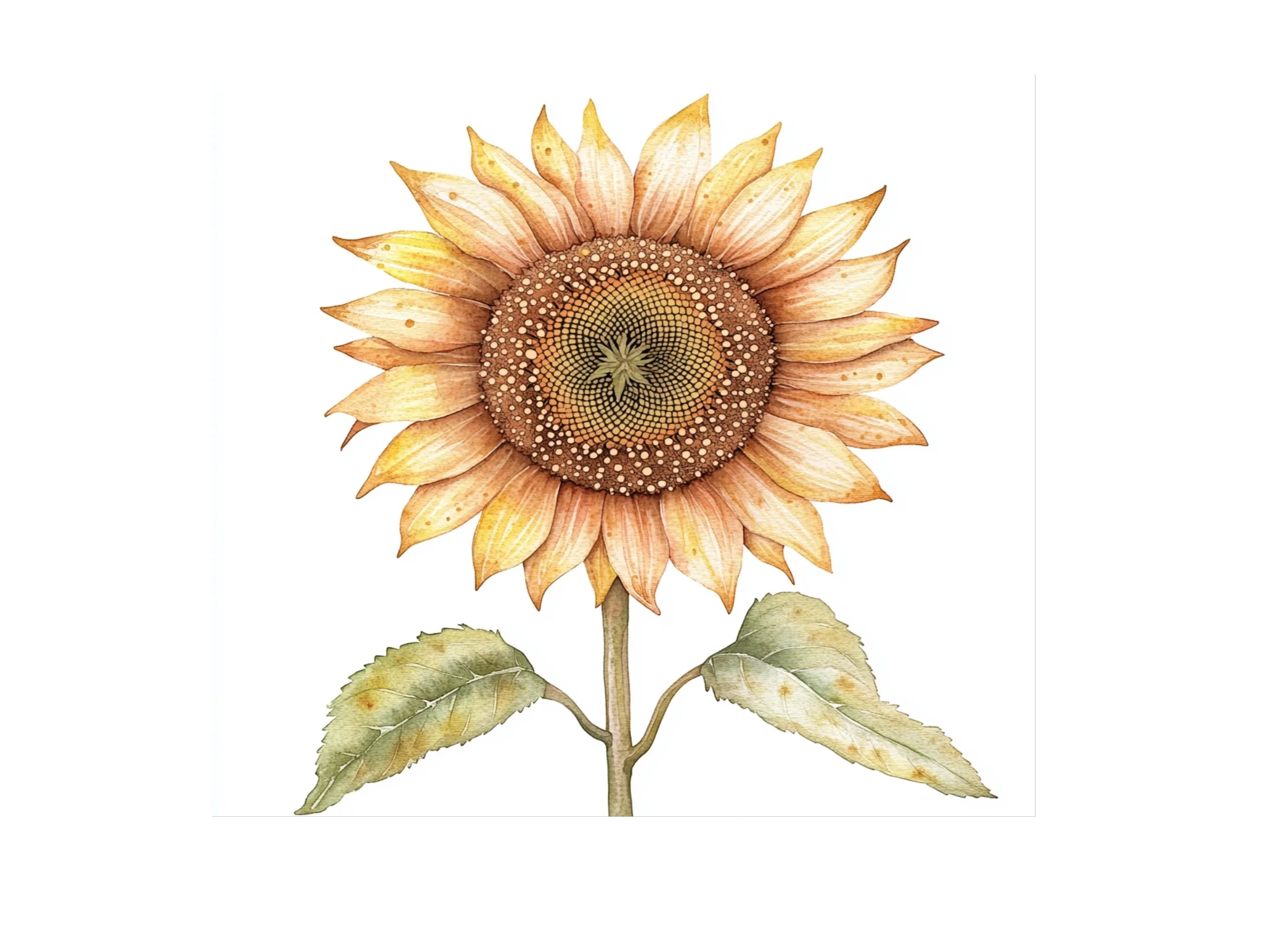 Sunflower Clipart Bundle