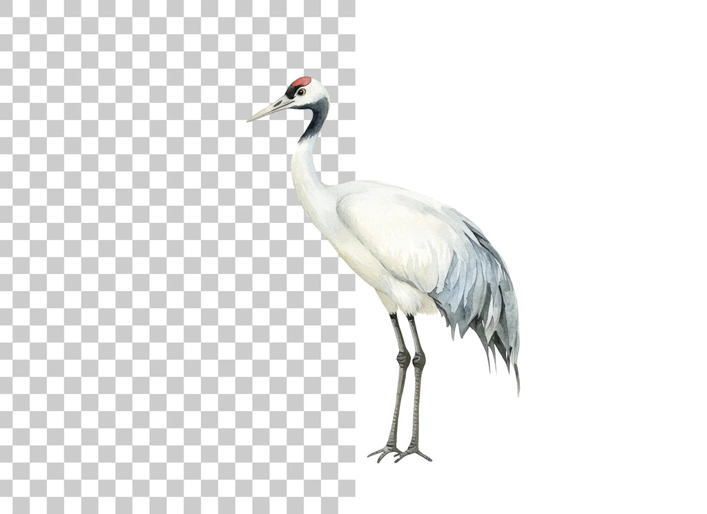 Elegant Red Crowned Crane Clipart Bundle