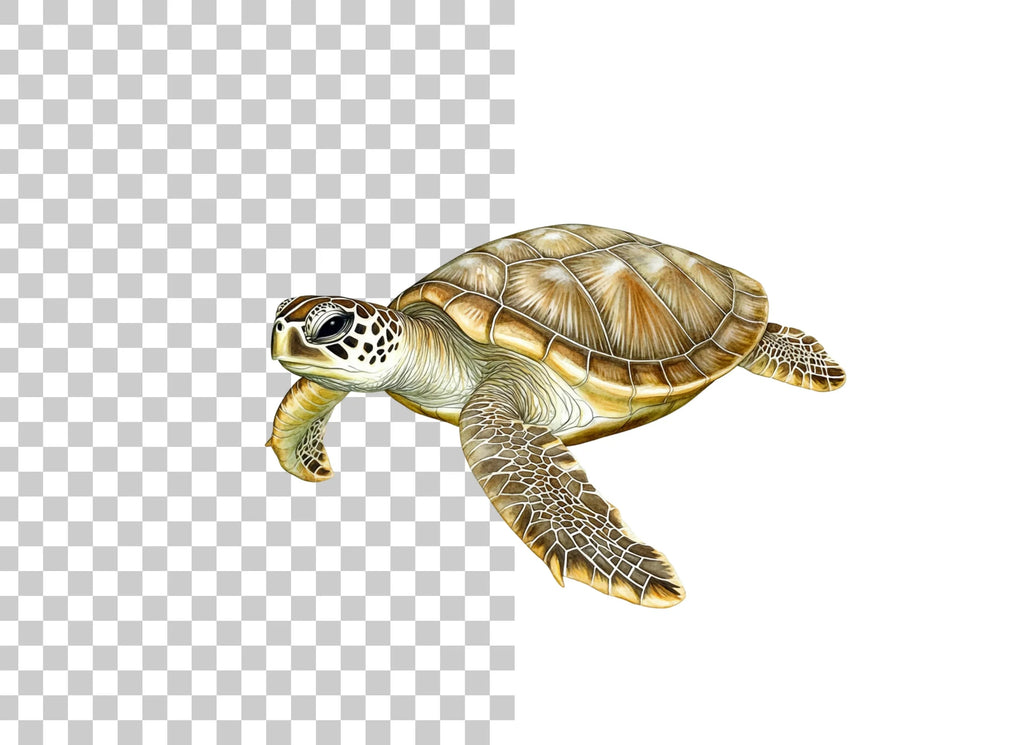 Green Sea Turtle Clipart Bundle