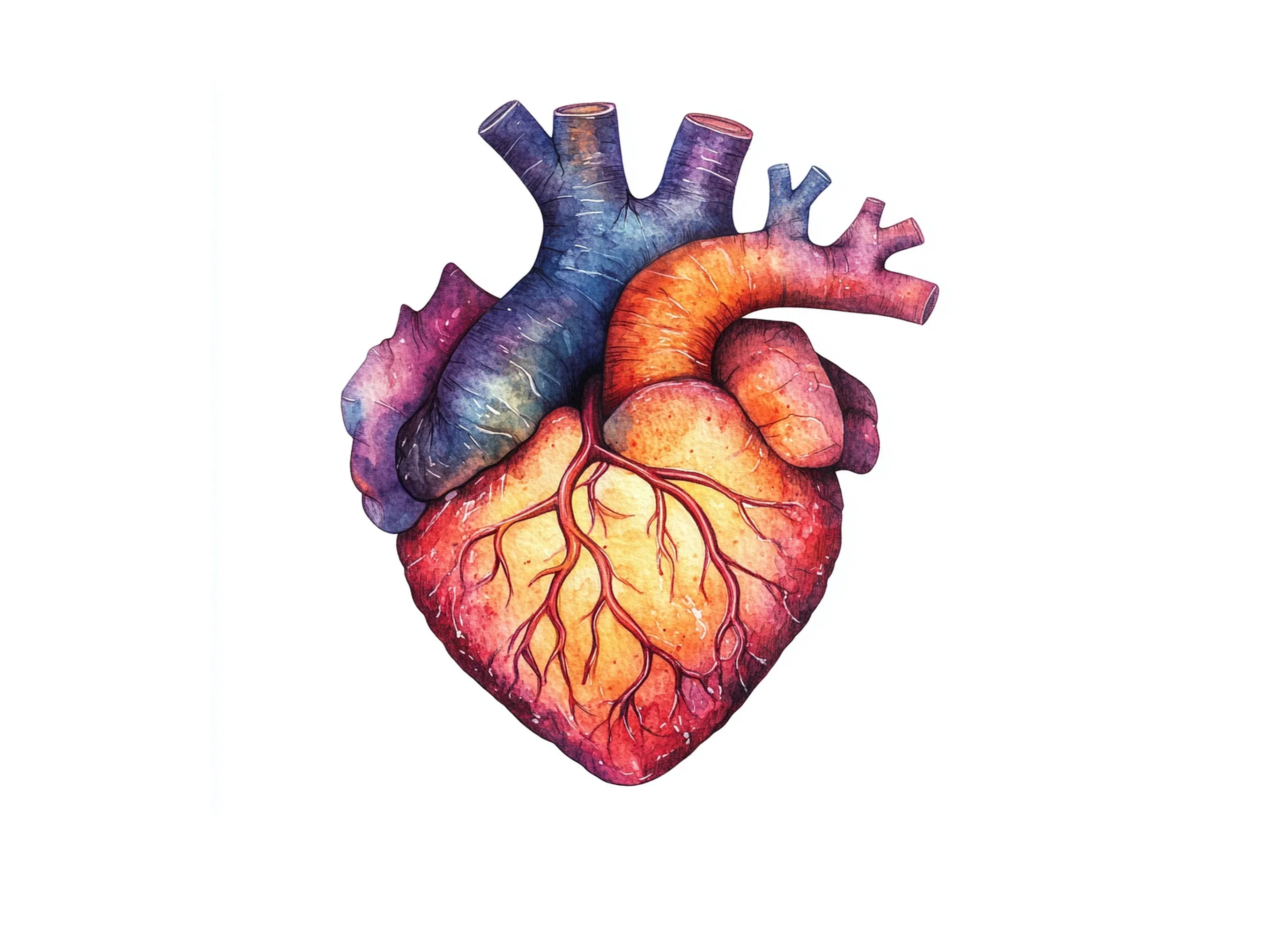 Anatomical Heart Clipart Bundle