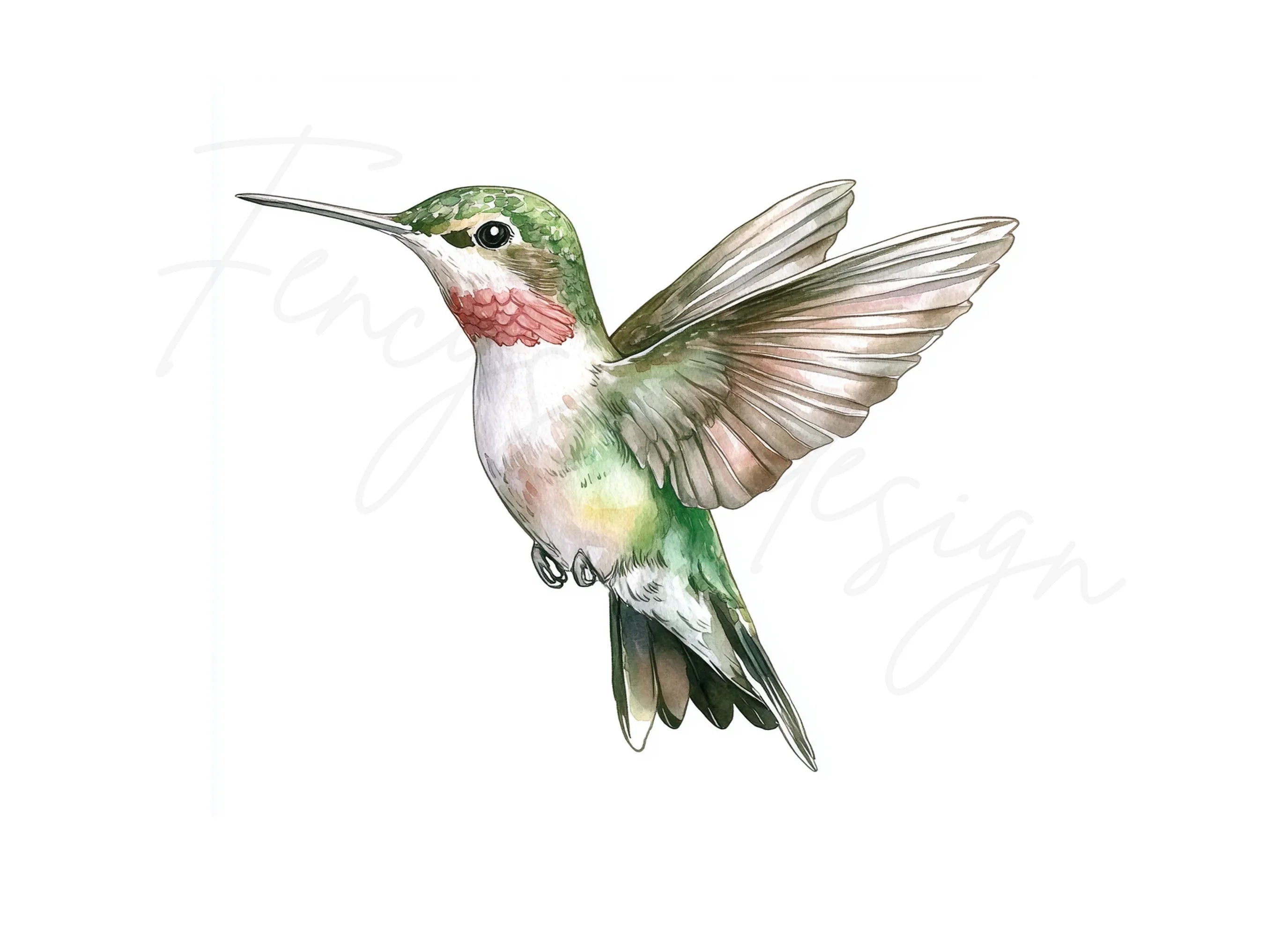 Graceful Hummingbirds Clipart Bundle