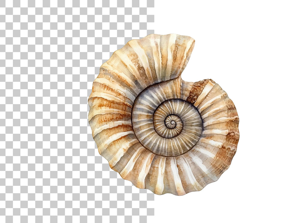 Ammonite Shells Clipart Bundle