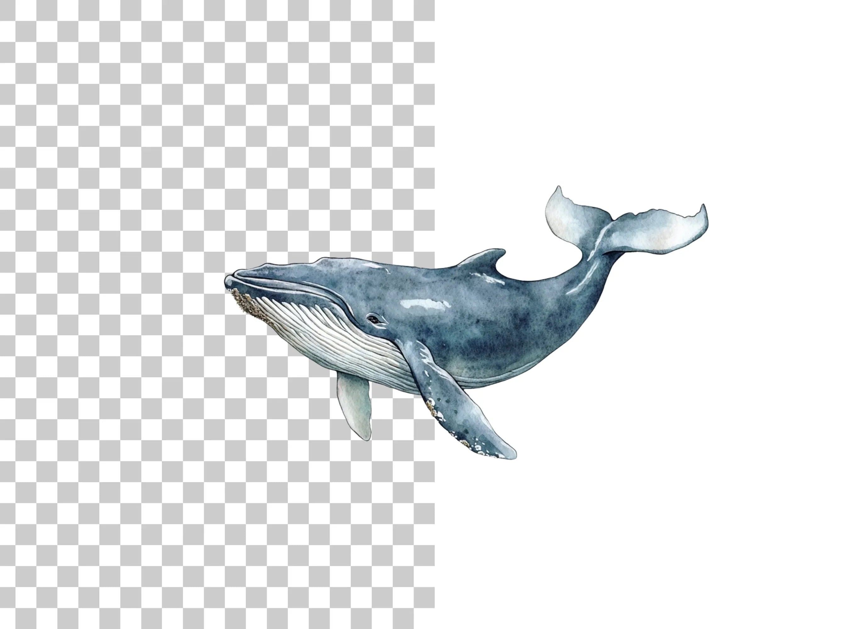 Blue Whale Clipart Bundle