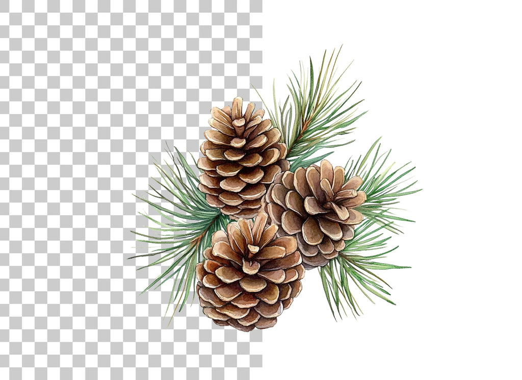 Pine Cones and Needles Clipart Bundle