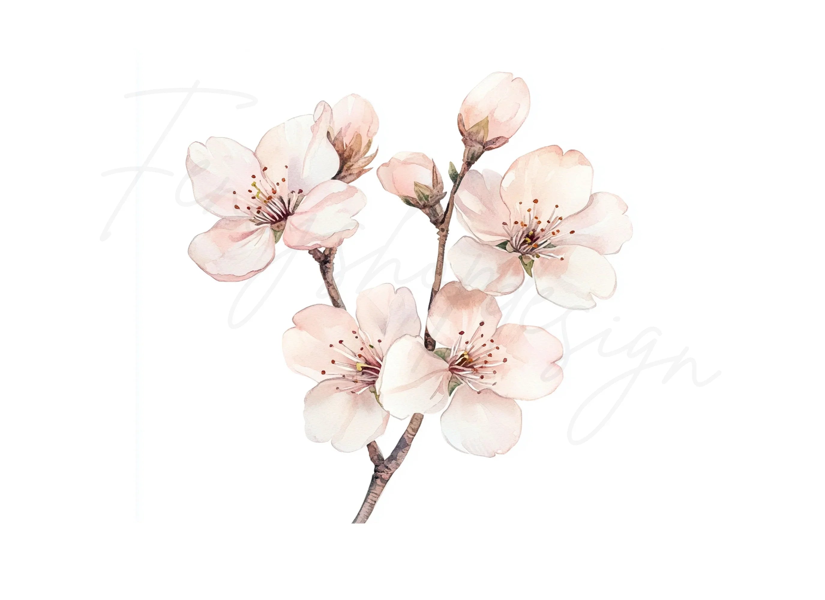 Cherry Blossom Clipart Bundle
