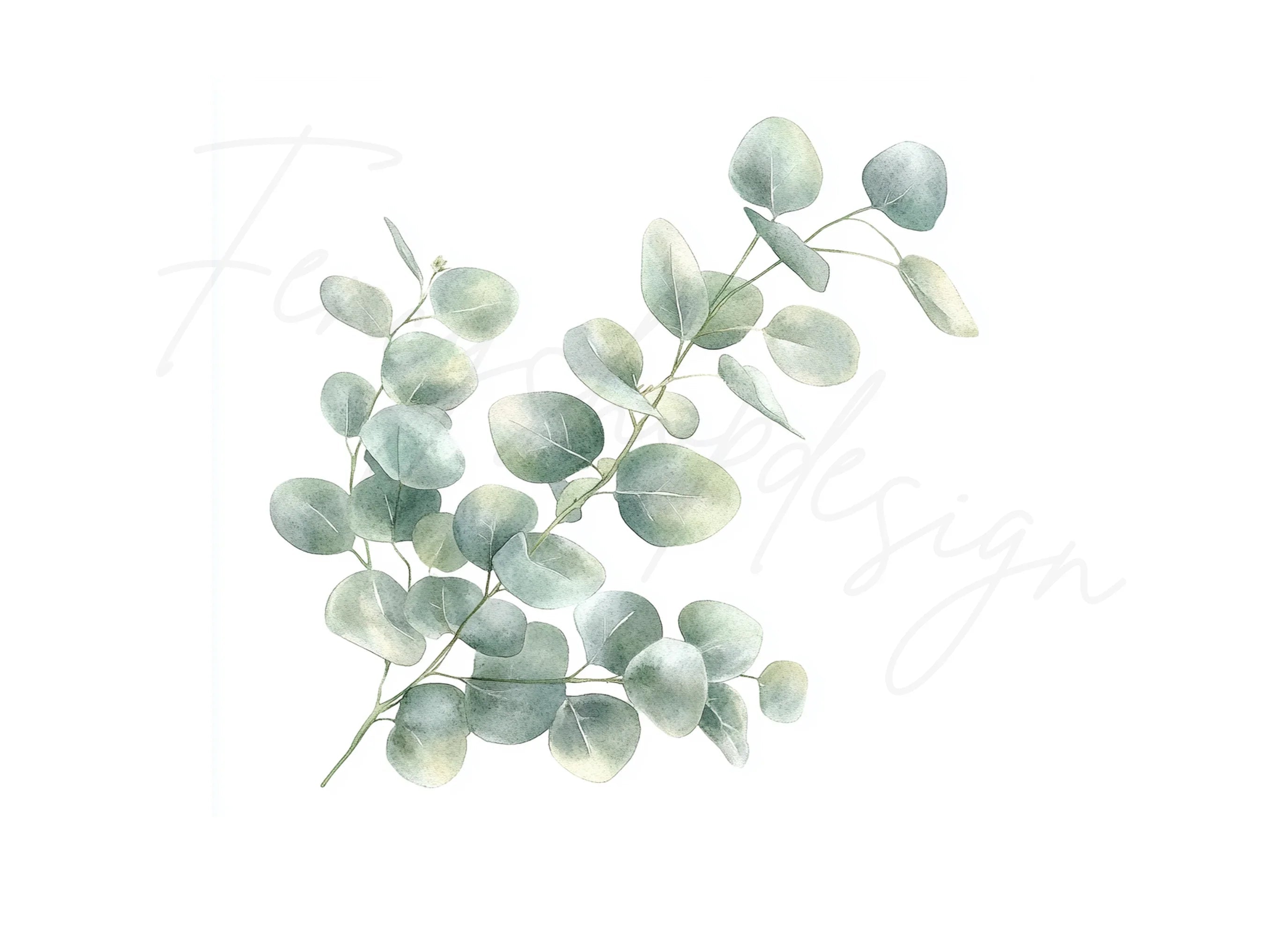 Delicate Eucalyptus Leaves Clipart Bundle