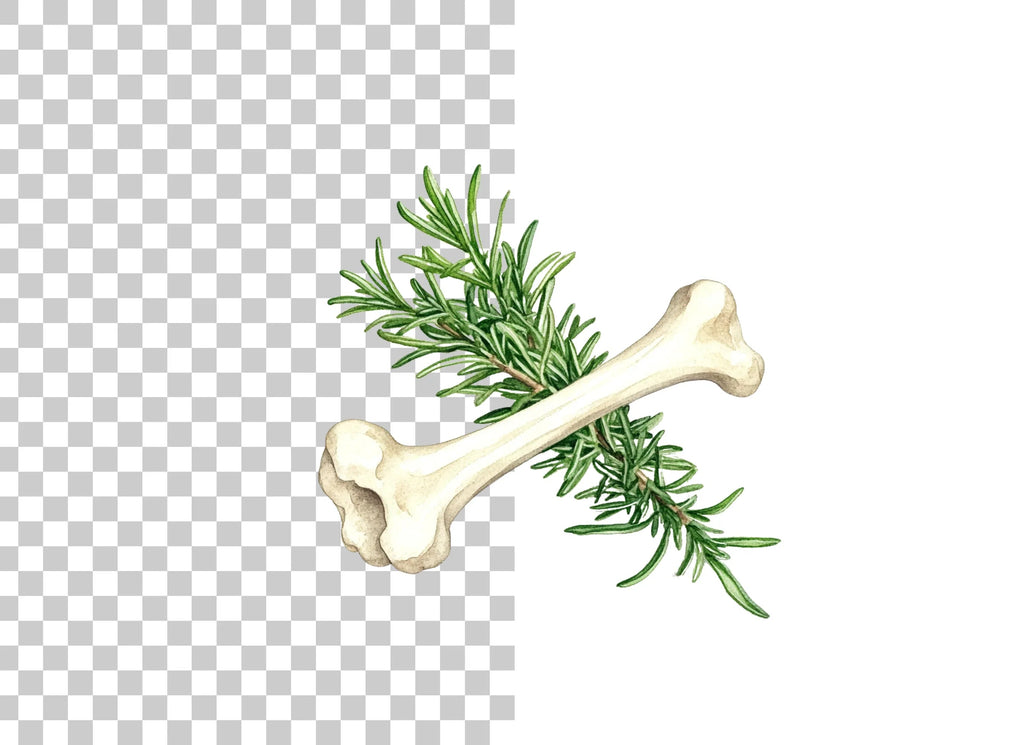 Rosemary and Bone Clipart Bundle