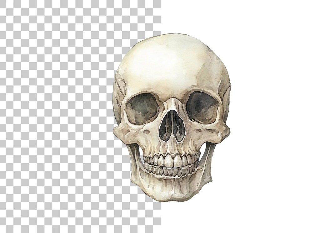 Detailed Human Skull Clipart Bundle