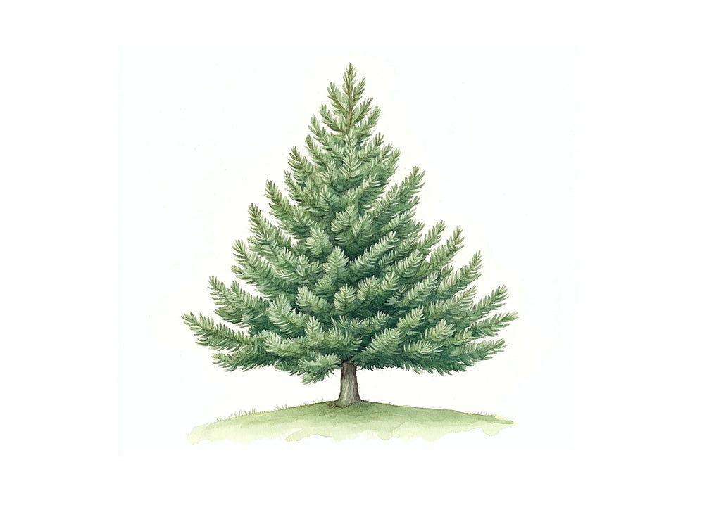 Green Pine Tree Illustrations Clipart Bundle