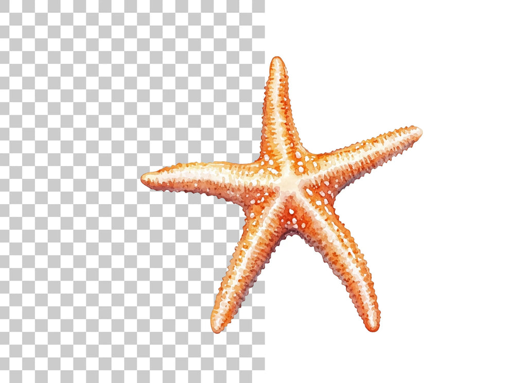 Realistic Starfish Clipart Bundle