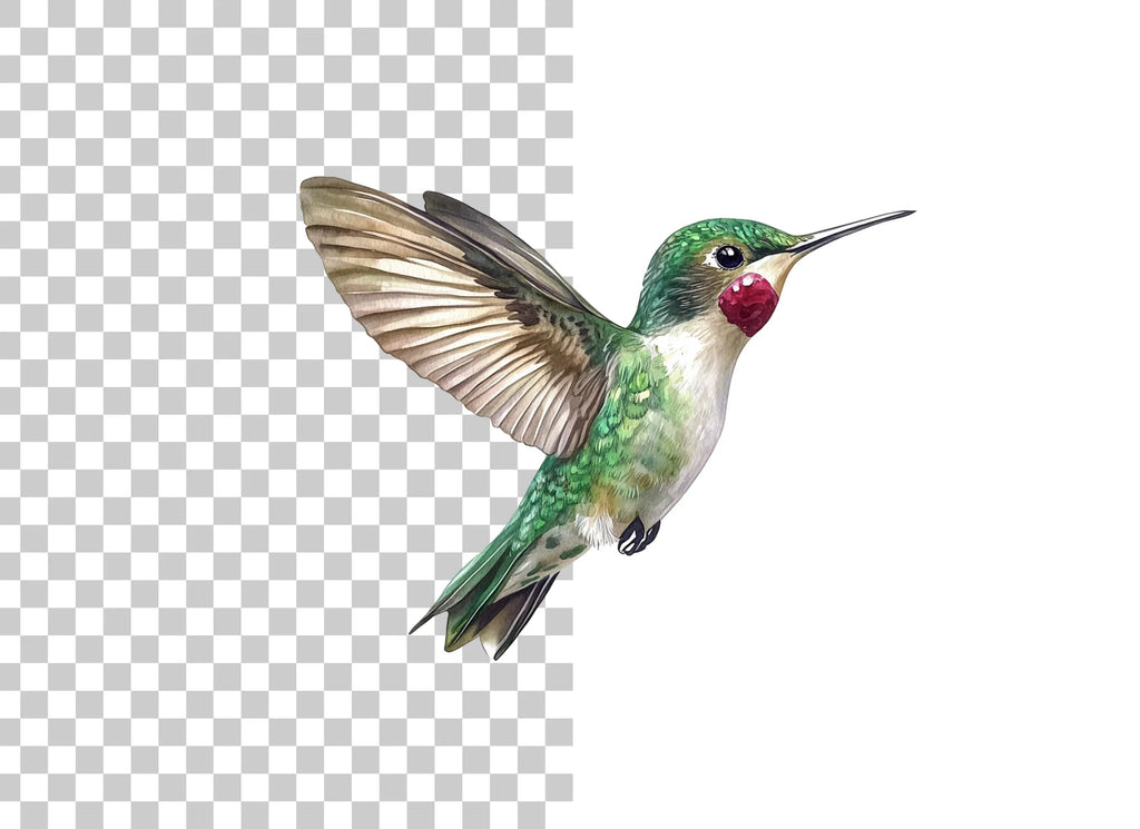 Hummingbird Clipart Bundle