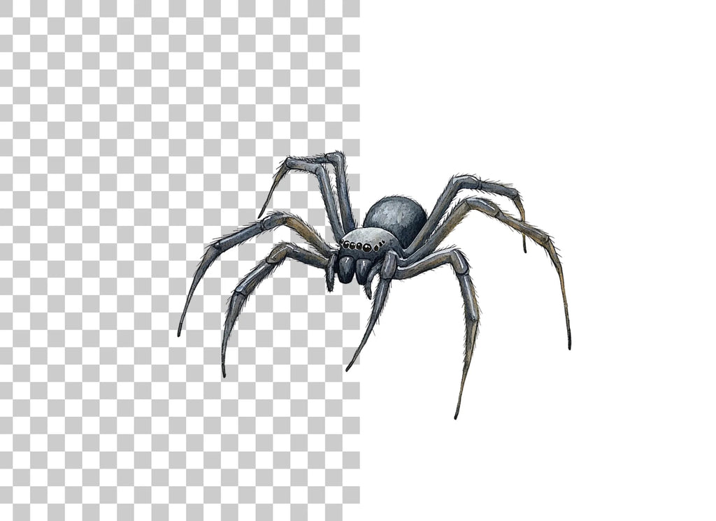 Realistic Spider Clipart Bundle