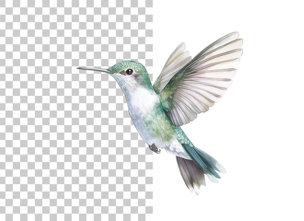 Hummingbird Clipart Bundle