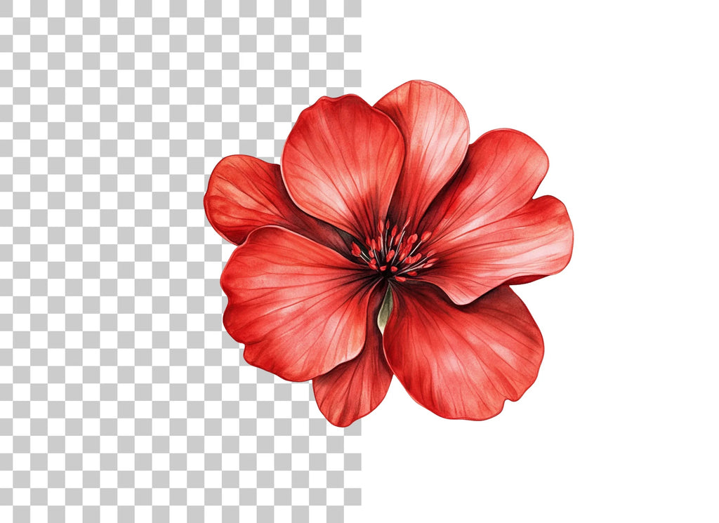 Vibrant Red Geranium Flower Clipart Bundle