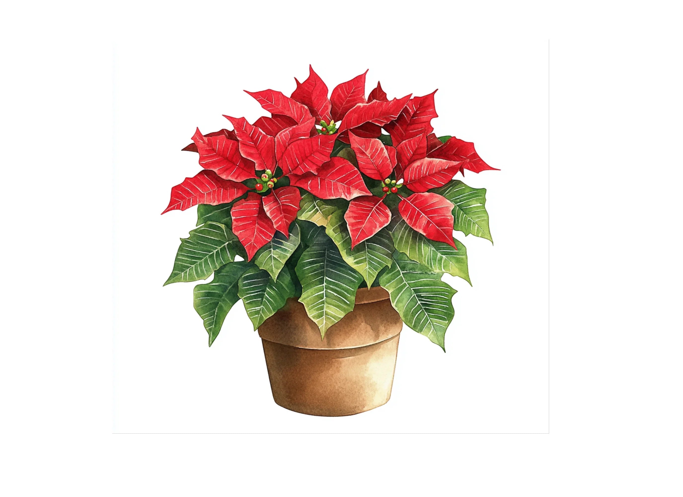 Potted Poinsettia Christmas Clipart Bundle