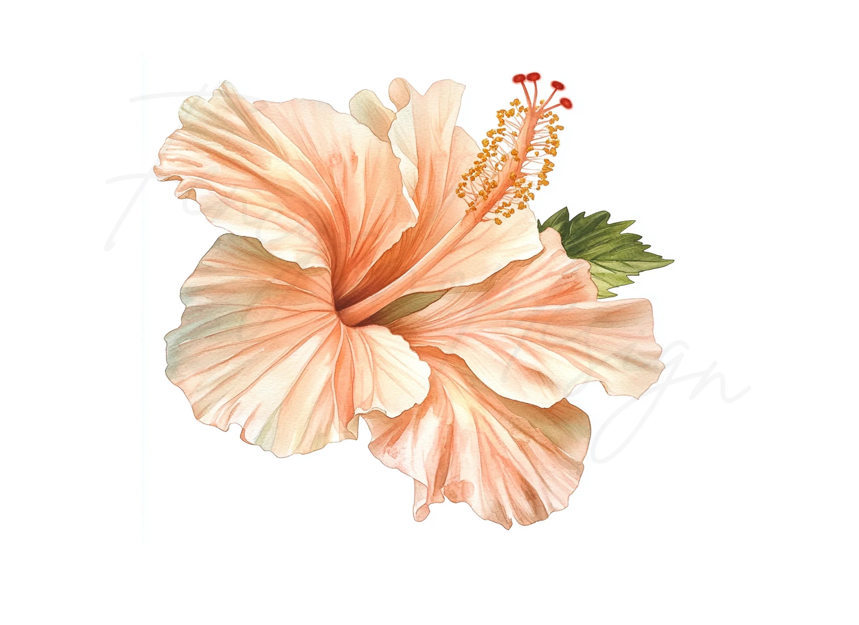 Exquisite Hibiscus Clipart Bundle