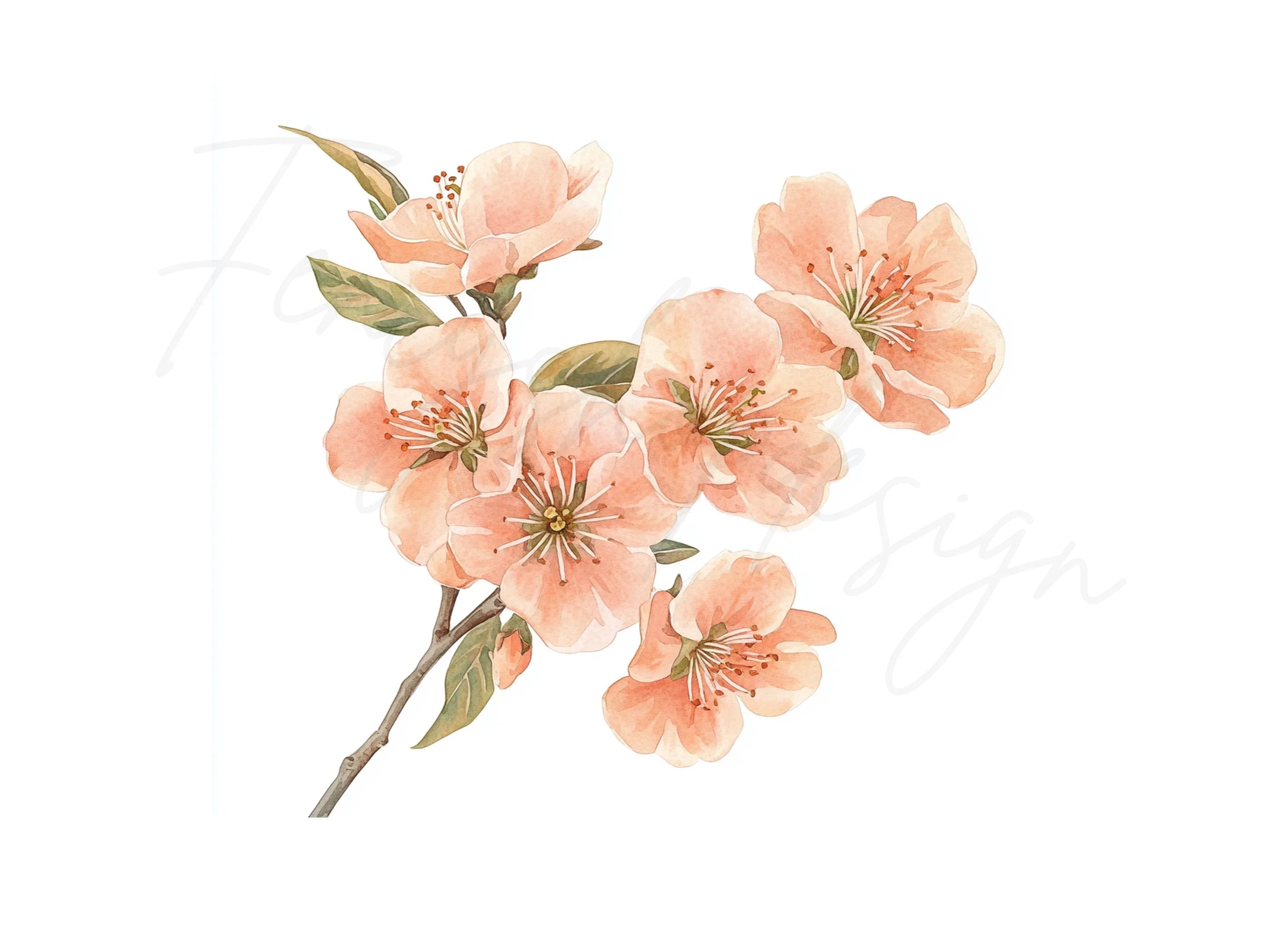 Cherry Blossom Clipart Bundle