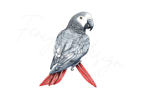 African Grey Parrot Clipart Bundle