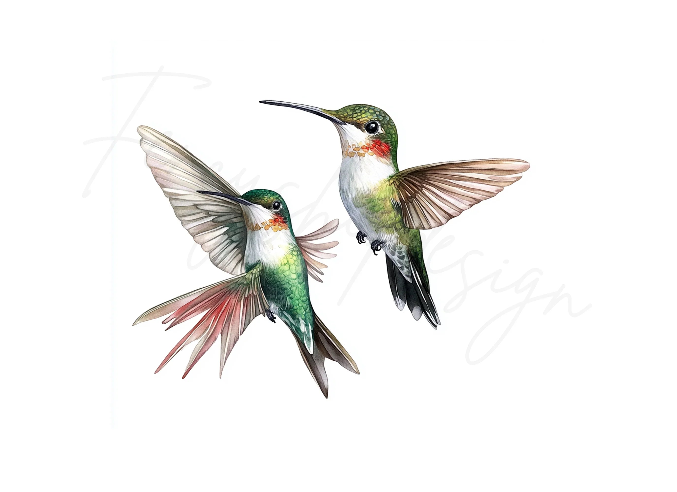 Ruby Throated Hummingbird Clipart Bundle
