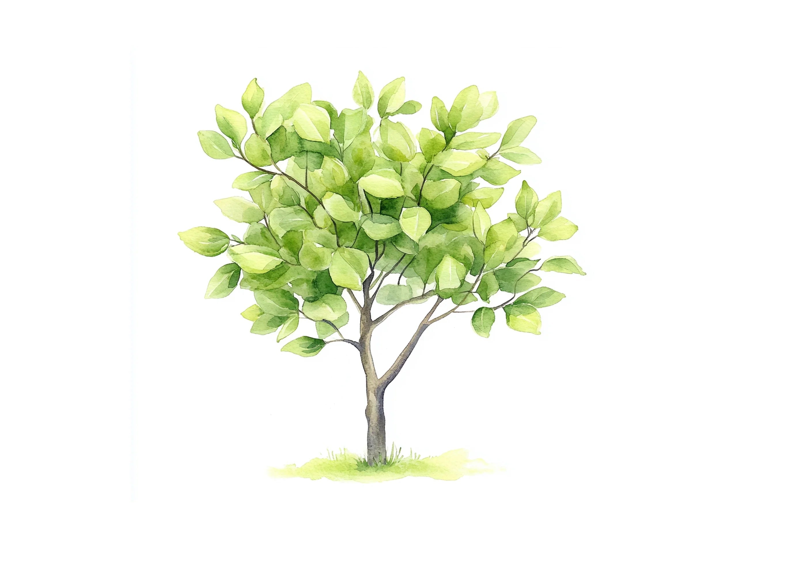 Lush Green Foliage Tree Clipart Bundle