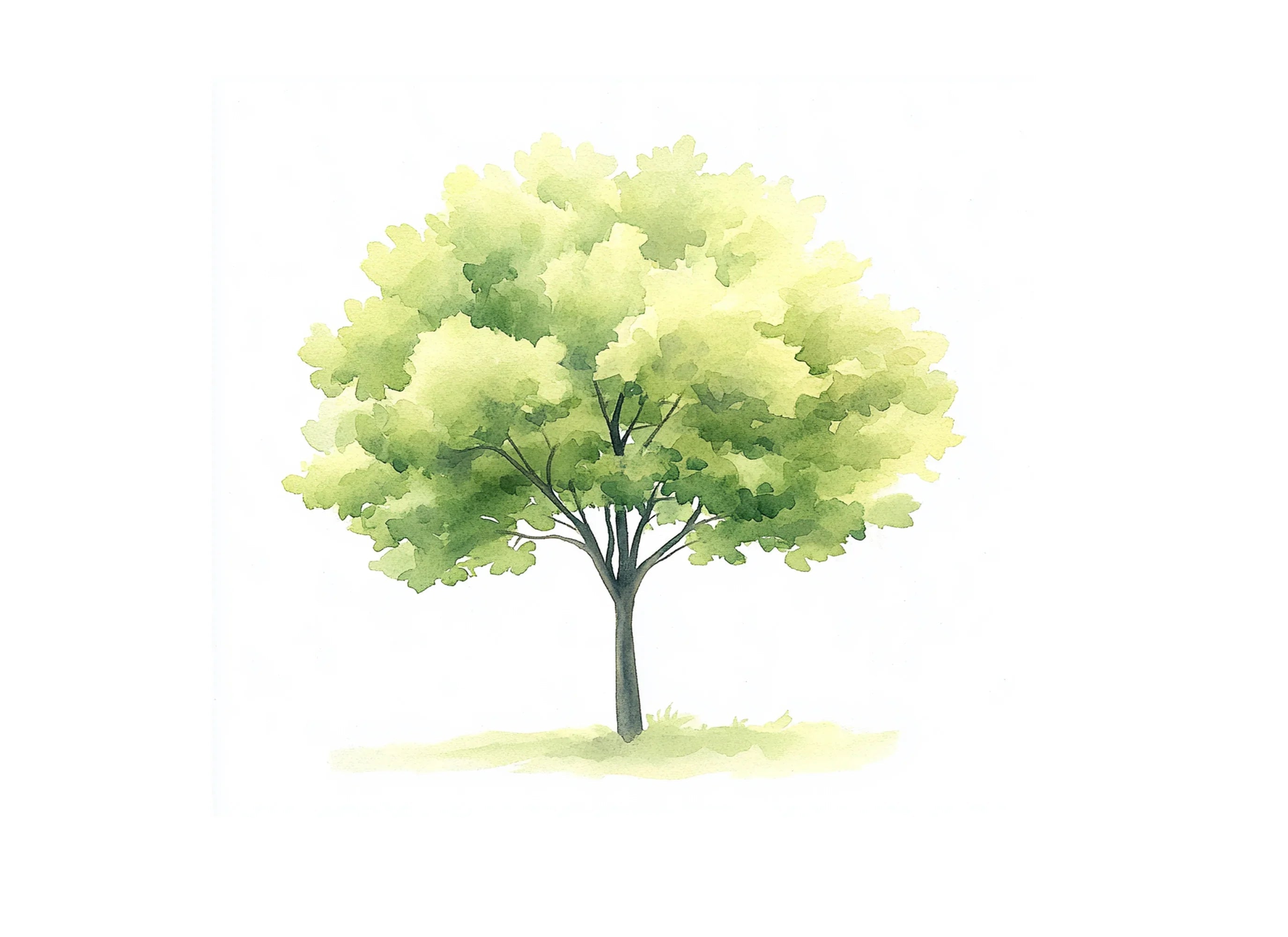Lush Green Tree Clipart Bundle