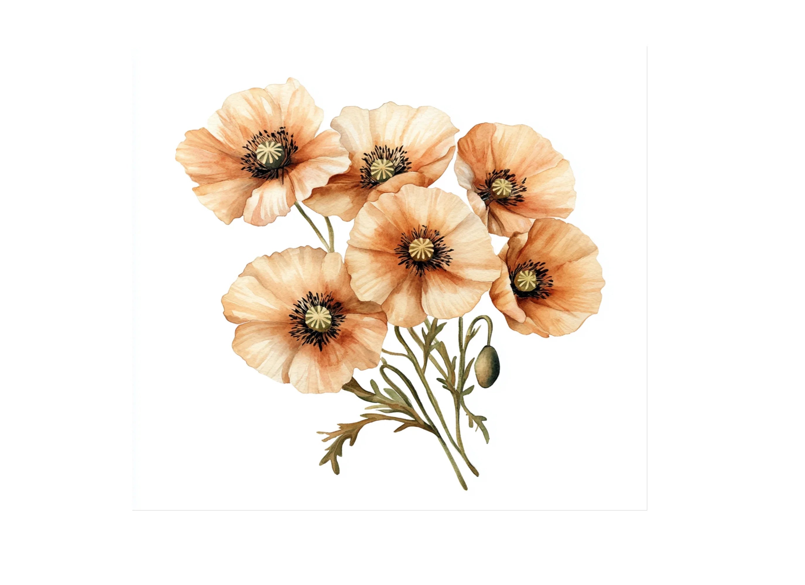 Poppy Clipart Bundle