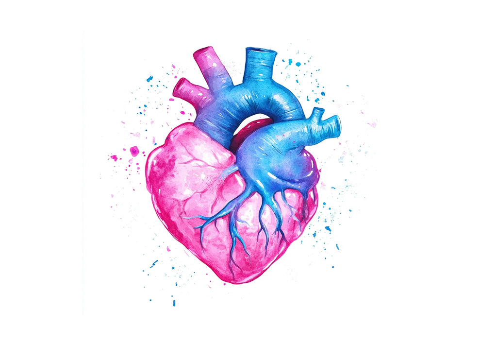 Anatomical Hearts Clipart Bundle