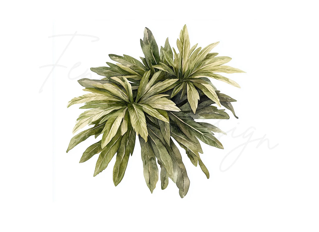 Dried Palm Leaves Clipart Bundle