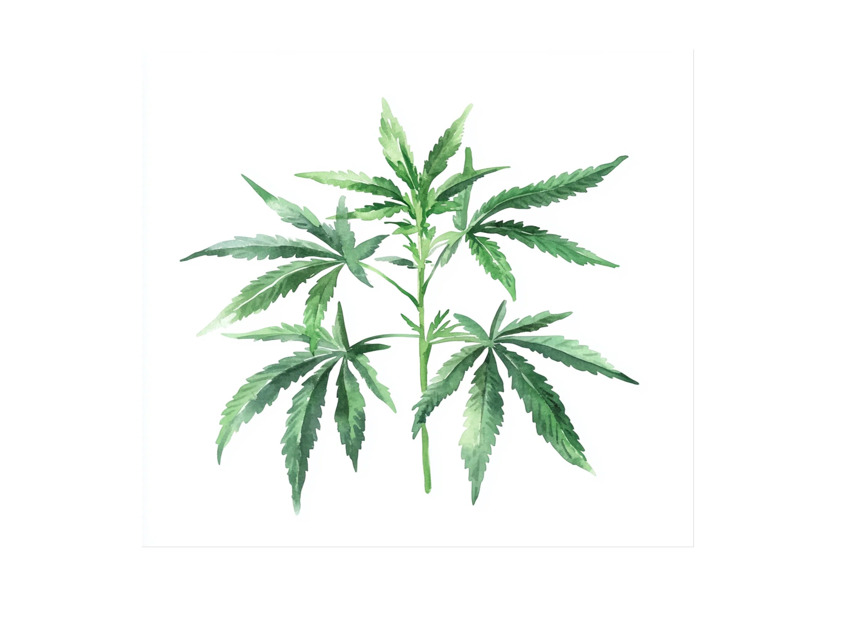 Cannabis Leaves Clipart Bundle