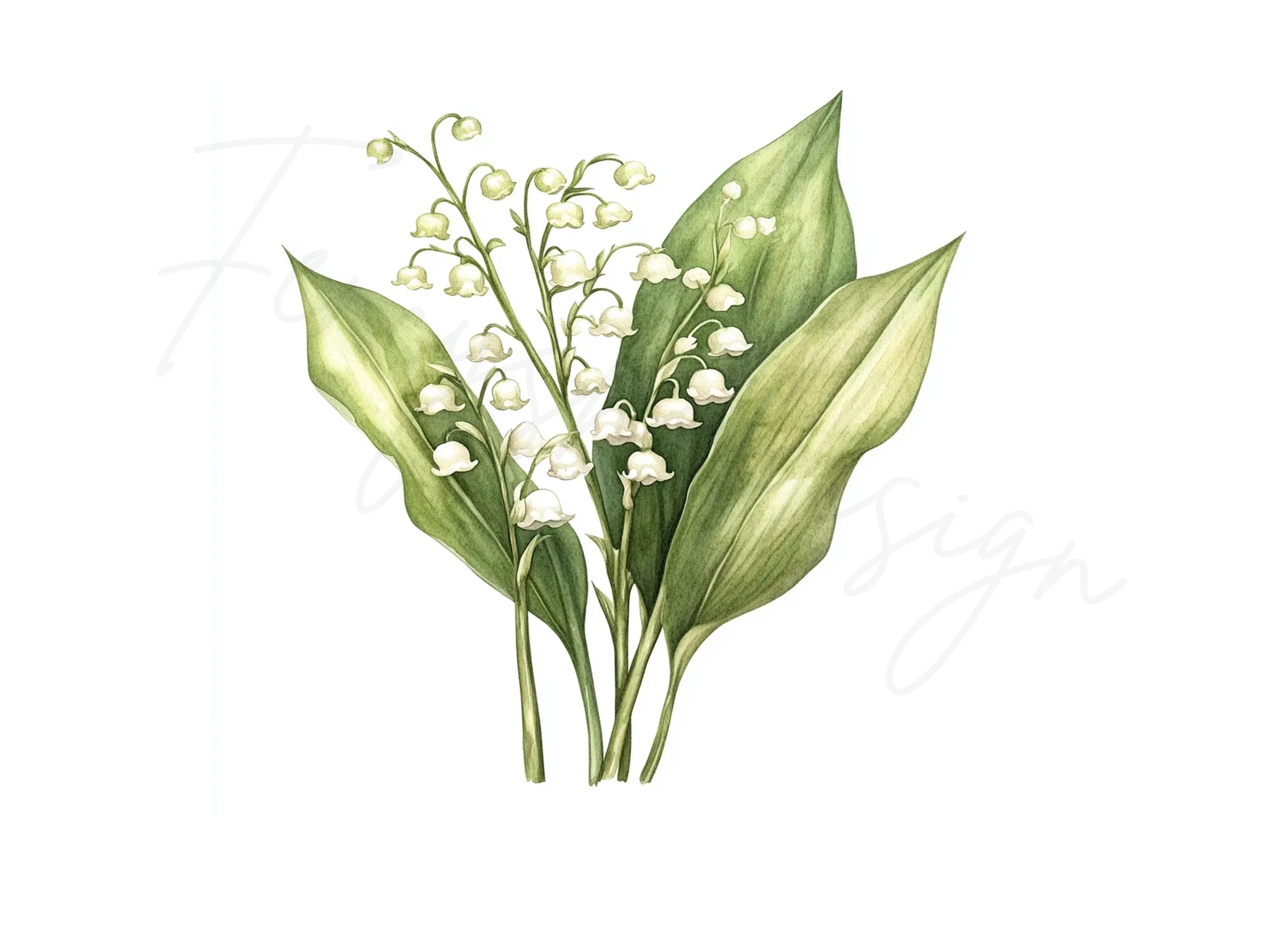 Elegant Lily of the Valley Clipart Bundle