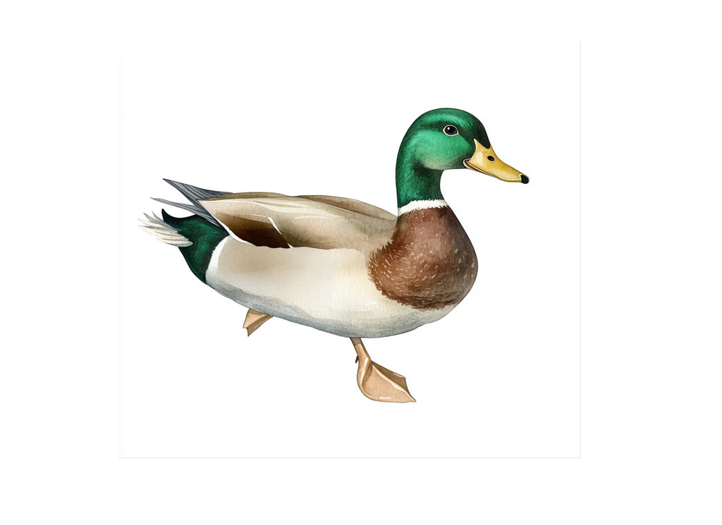 Majestic Mallard Duck Clipart Bundle