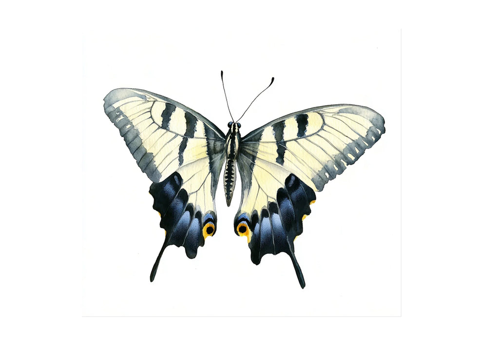 Swallowtail Butterfly Clipart Bundle