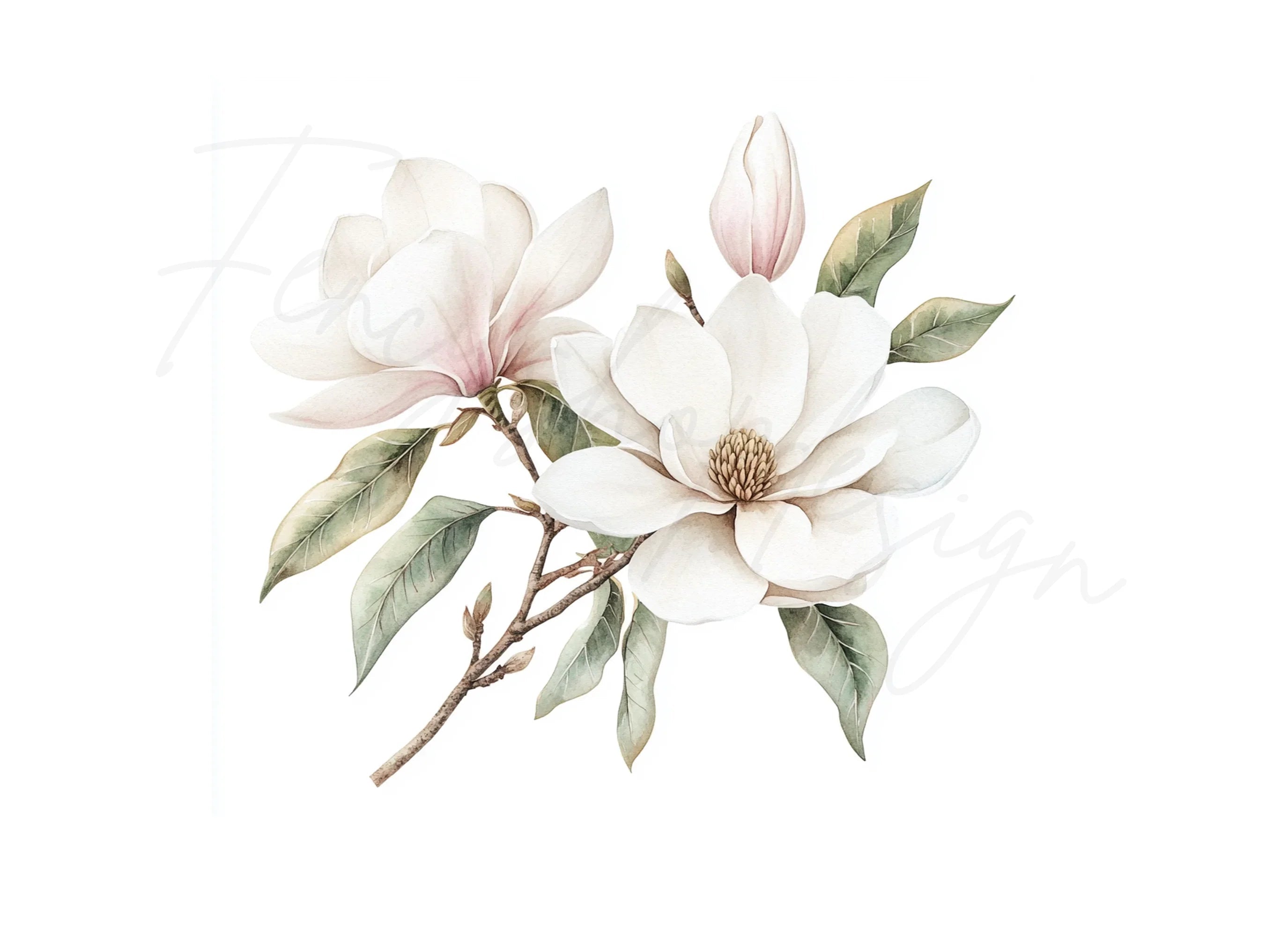 Elegant Magnolia Flower Clipart Bundle